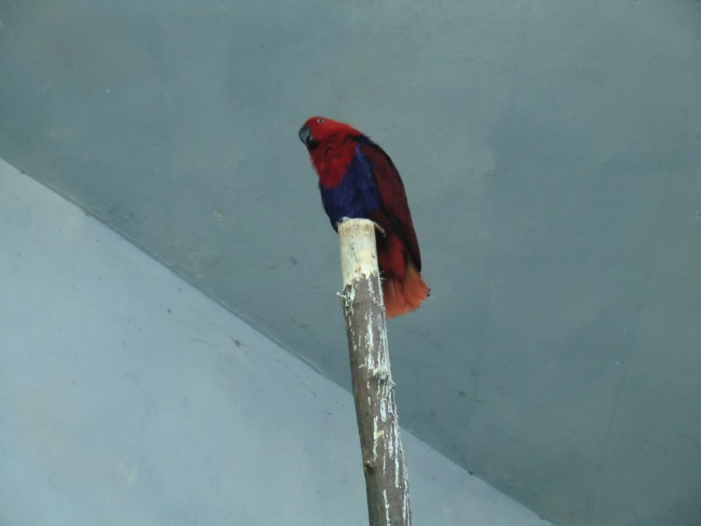 papuga barwnica - samica